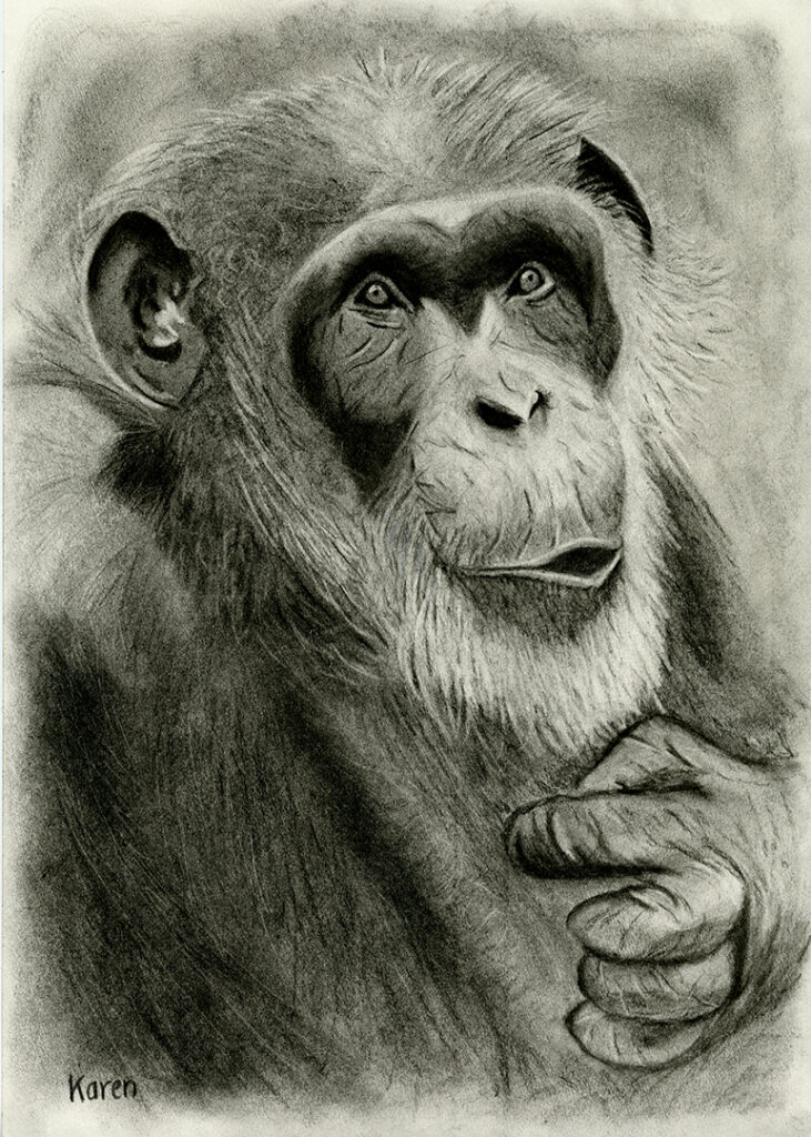Houtskool tekening van Chimpansee Mike