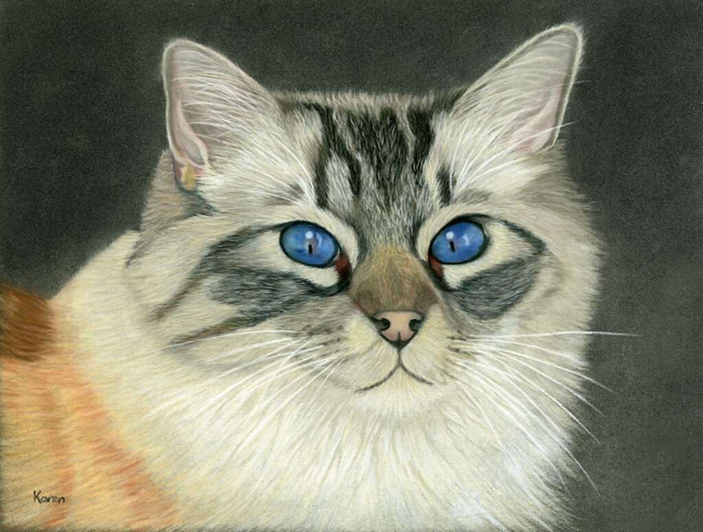 Pastel tekening Ragdoll kat