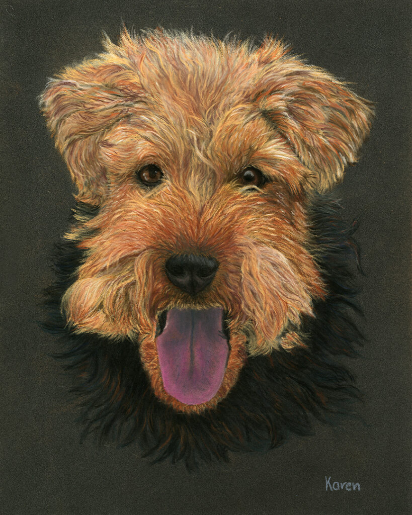 Pastel tekening Welsch Terrier