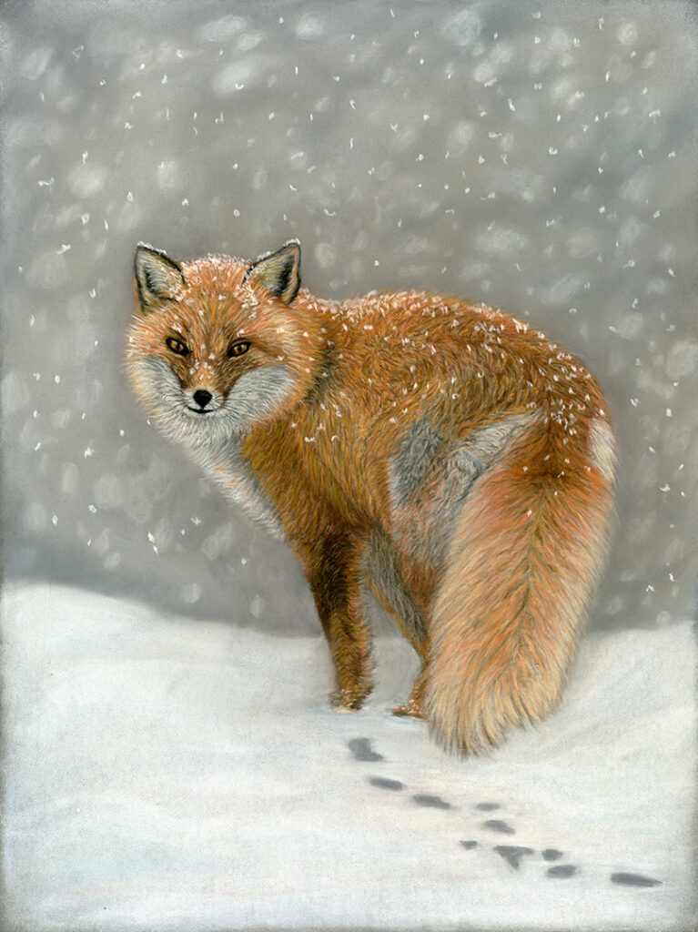 Pastel tekening vosje in de sneeuw (30x40 cm)